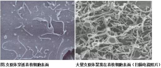 制藥、科研與臨床檢查支原體區別1.jpg